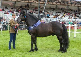 Dales stallion Kilmannan Robert The Bruce