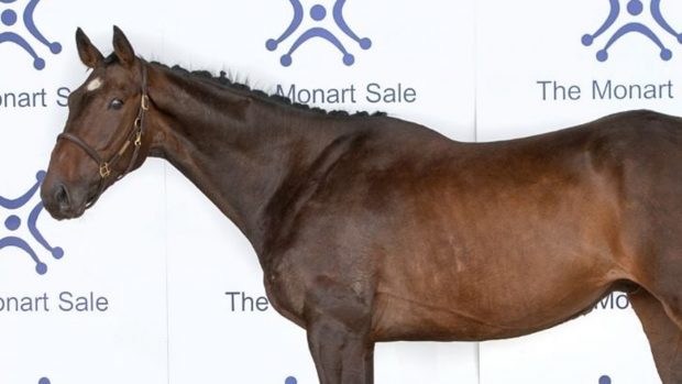 Monart Sale top lot 2020: Kilbunny Blue Bird