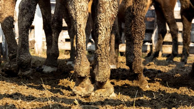 2BWD7XH Horse legs on wet ground. Muddy animals detail inside fence.