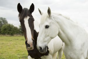 Horse Trust police horse put down