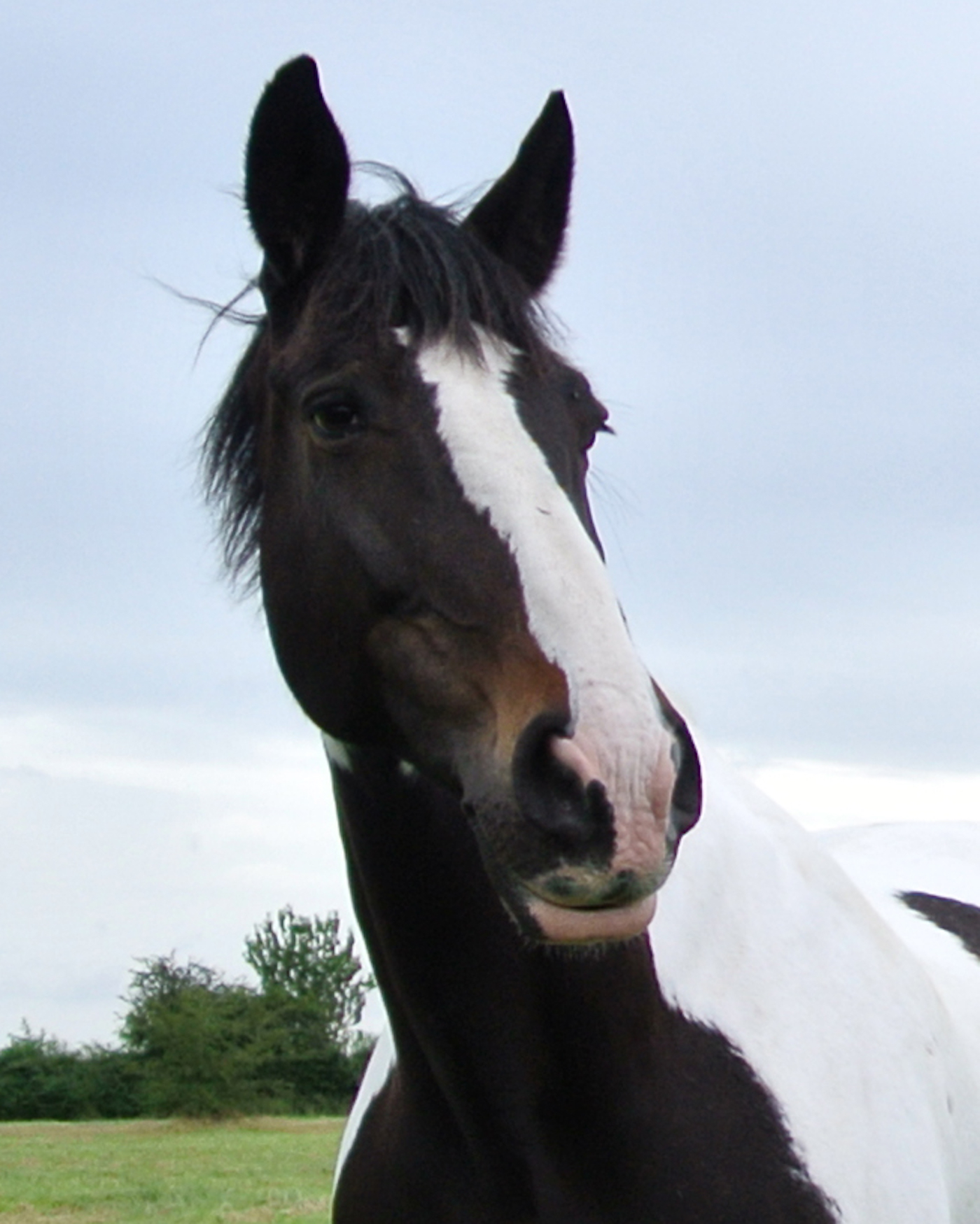 Horse Trust police horse put down