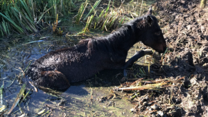 Firefighters RSPCA pony rescue