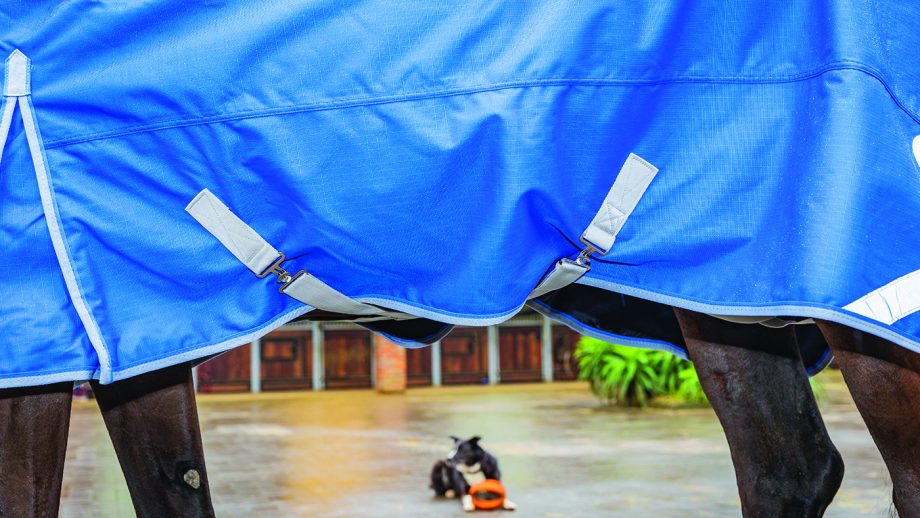 Swish Equestrian lightweight turnout review