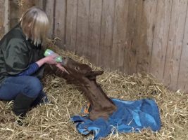 Foal beats the odds Scotland