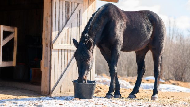 T9TM86 One black horse is drinking a water from a plastic bucket near the stable in outdoors.