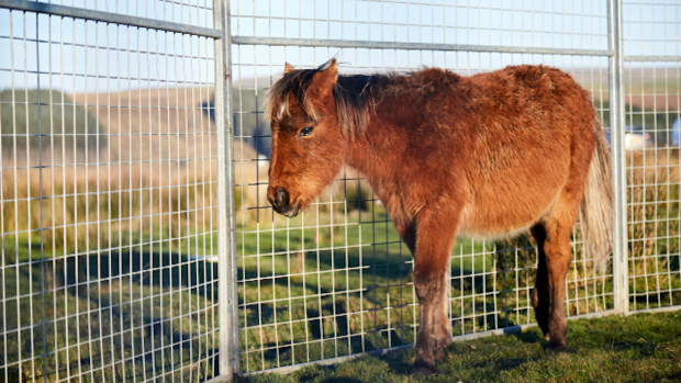 RSPCA horse rescue Gelligaer Common