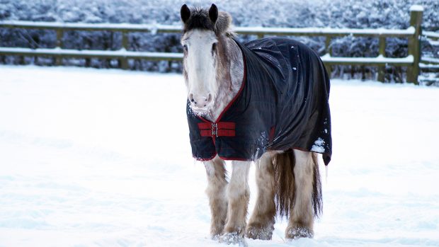 Clydesdale horse Redwings Horse Sanctuary Stephen Fry