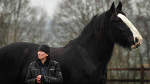 Clydesdale: Saving the Greatest Horse