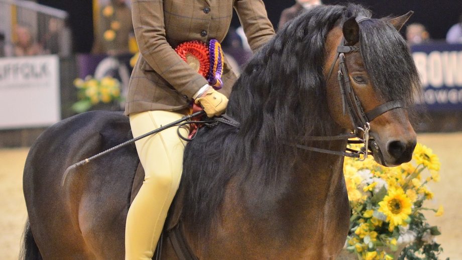 The Dartmoor pony all you need to know Horse & Hound