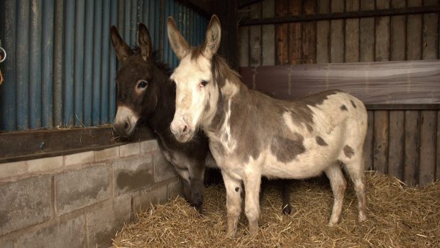 Donkeys Christmas The Donkey Sanctuary