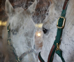 A white horse looking at her own reflection in a mirror.
