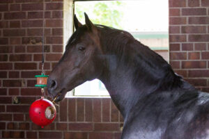 Horse playing with a stable toy