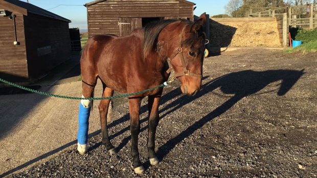 RSPCA rescue injured horse