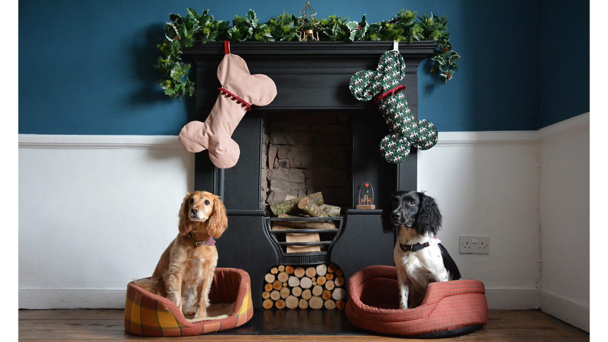 Best Christmas gifts for dogs that will make tails wag | Horse & Hound