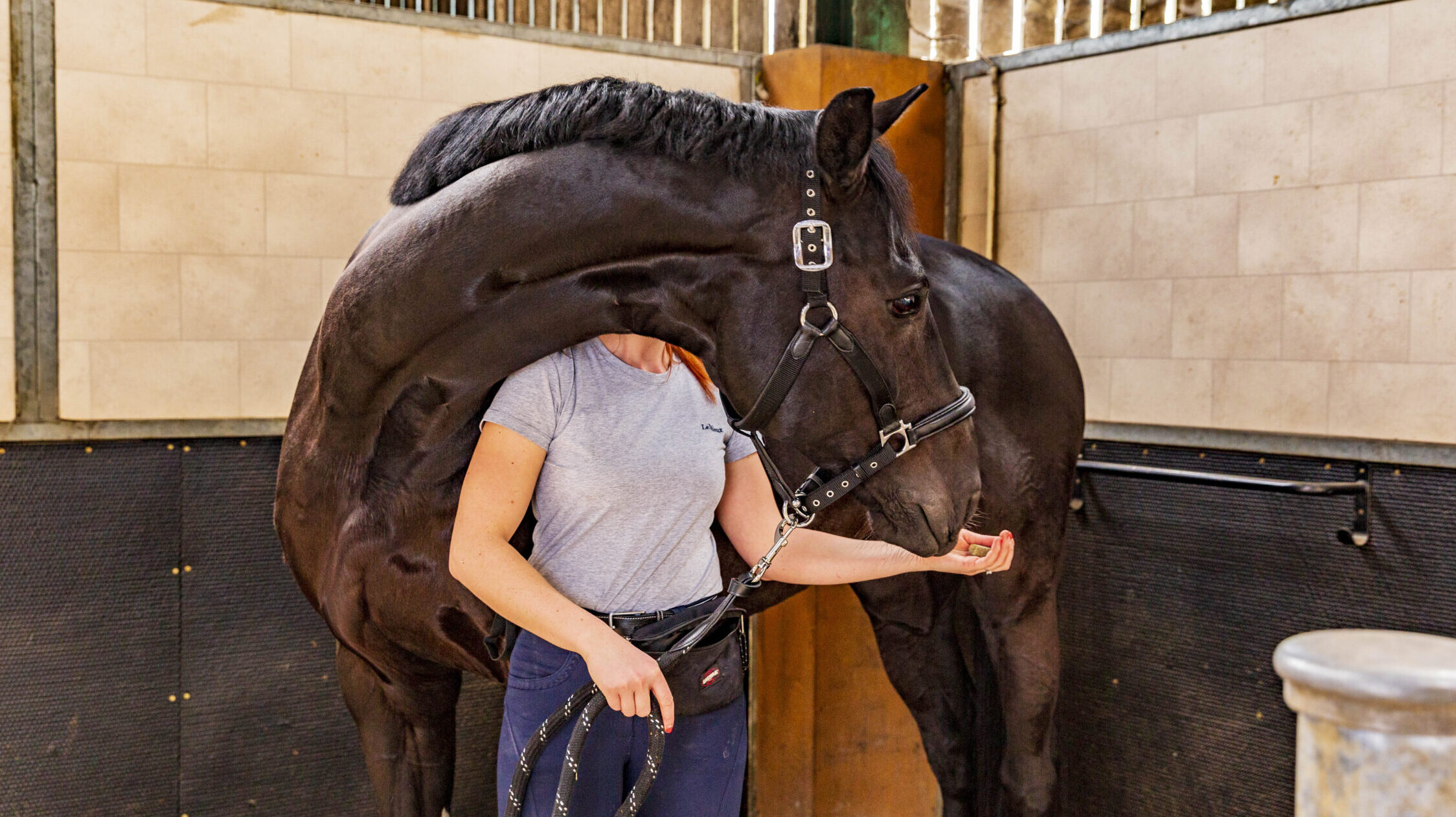 Owner doing carrot stretches in stable