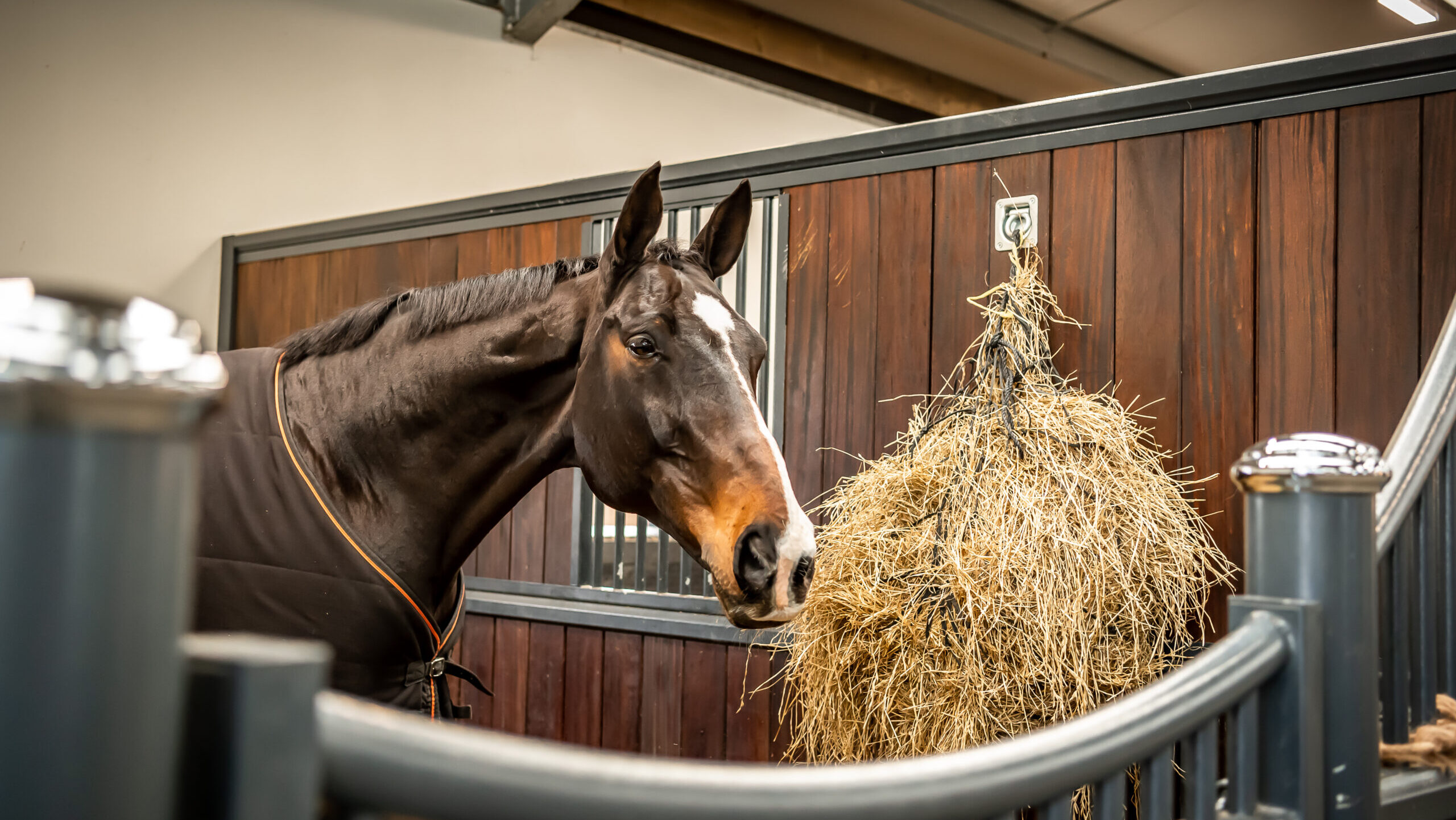 Horse with haynet in stable