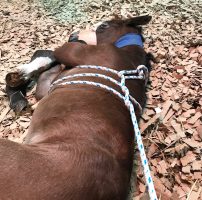 A foal undergoing the Madigan squeeze procedure