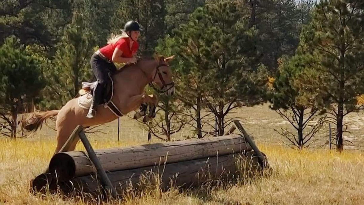 American mammoth donkey to start mule breeding programme in Australia