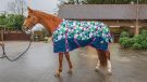 Ponyo 100g turnout rug review