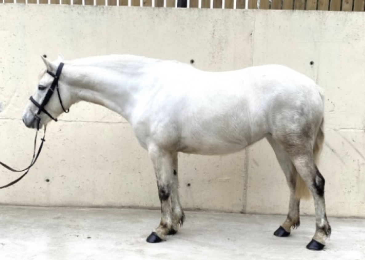 Connemara ponies for sale — brought to you by Horse & Hound