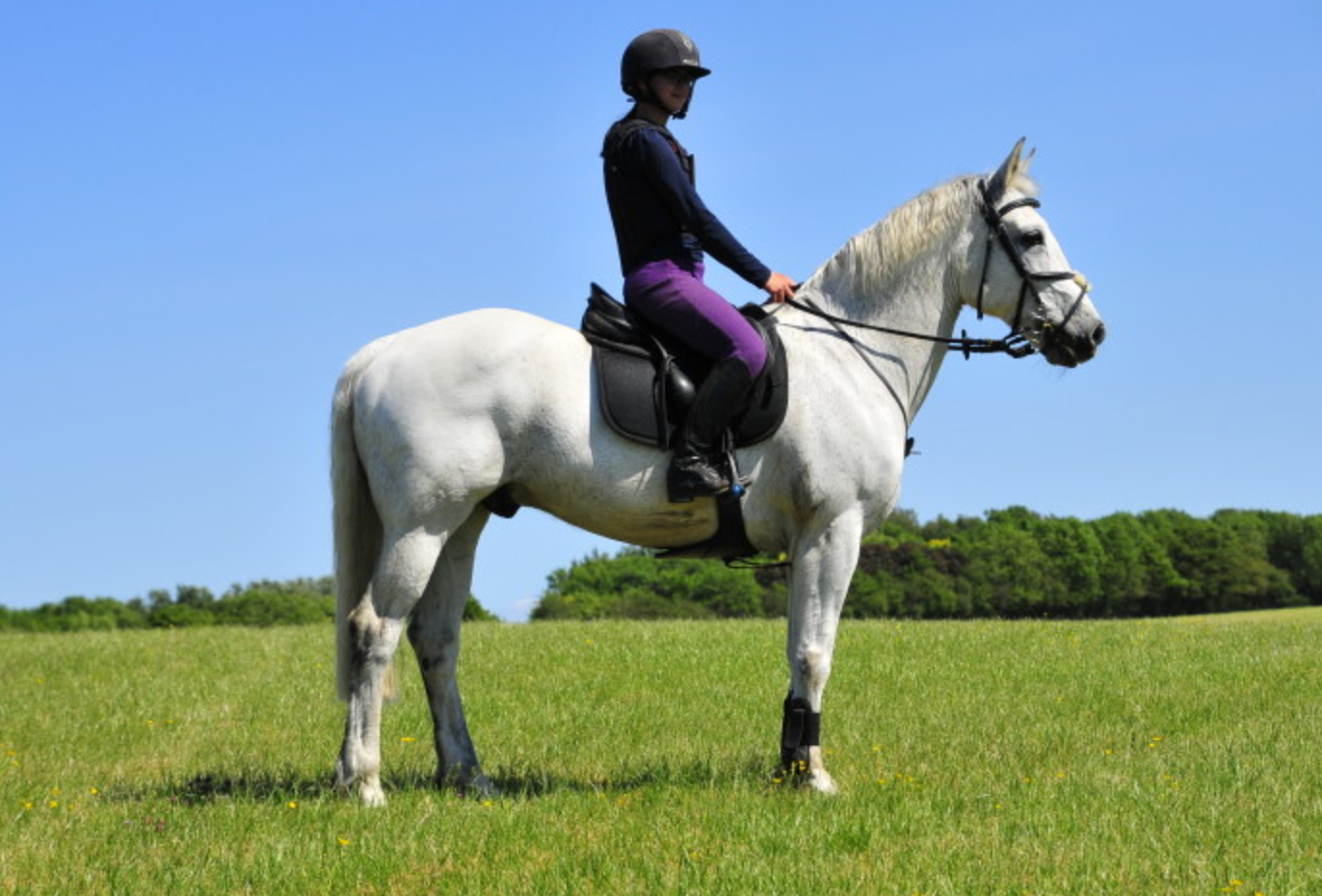 Connemara ponies for sale — brought to you by Horse & Hound