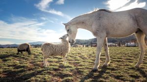 TTT3DX Horse and sheep kissing in field