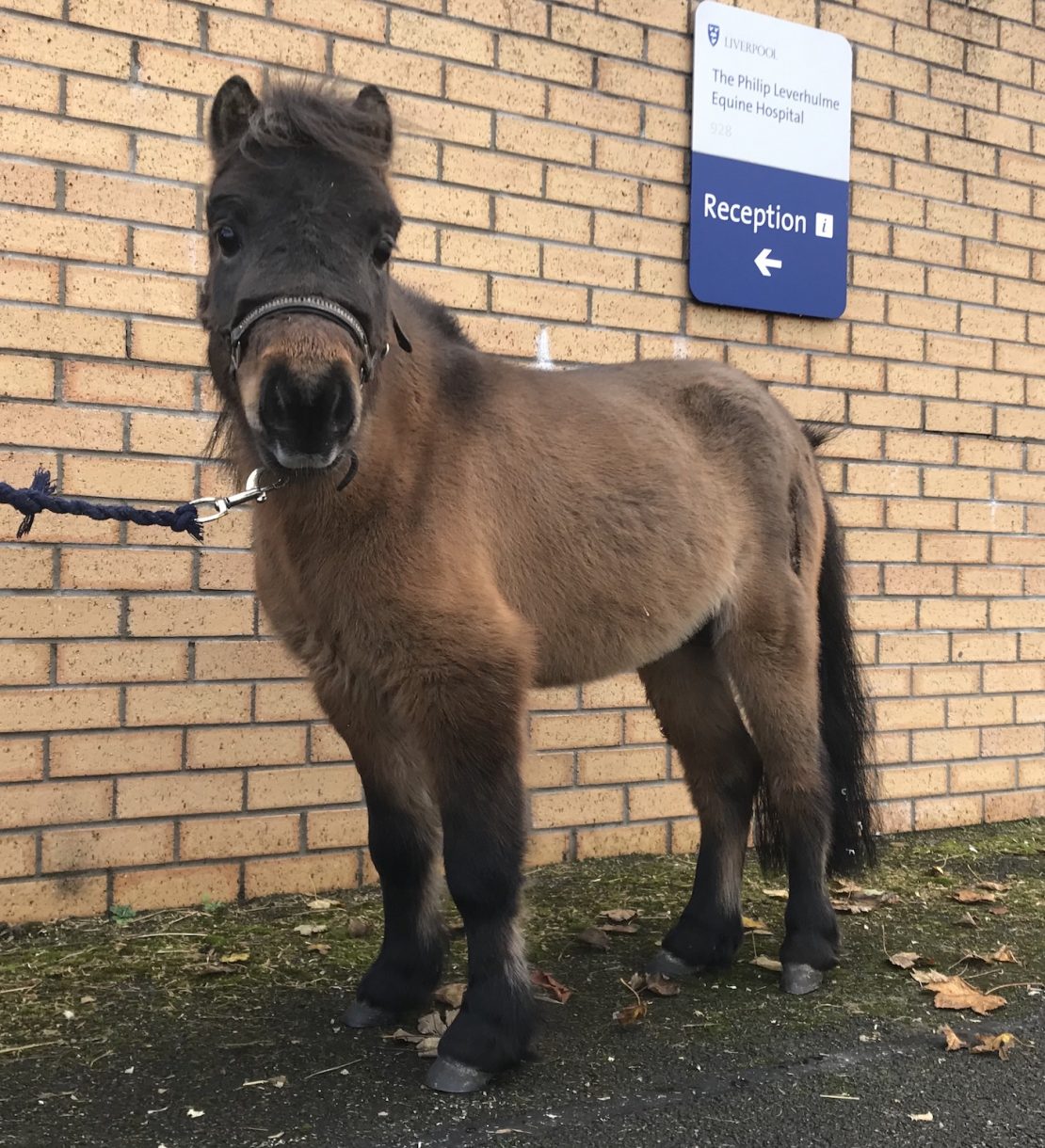 ‘World first’ as miniature stallion Duncan gets full hip replacement