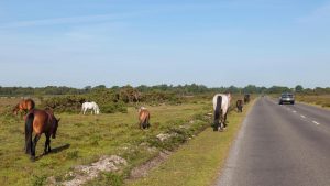 New Forest ponies are one of the horse breeds of Britain