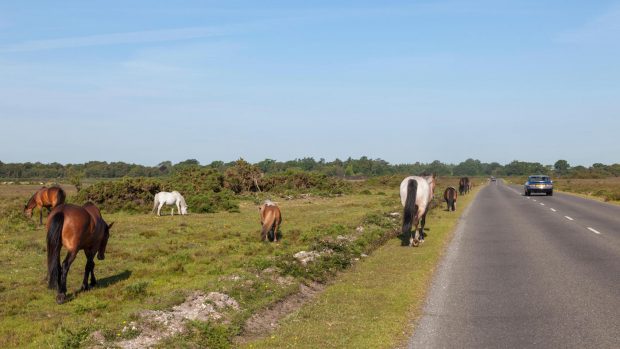 New Forest ponies are one of the horse breeds of Britain