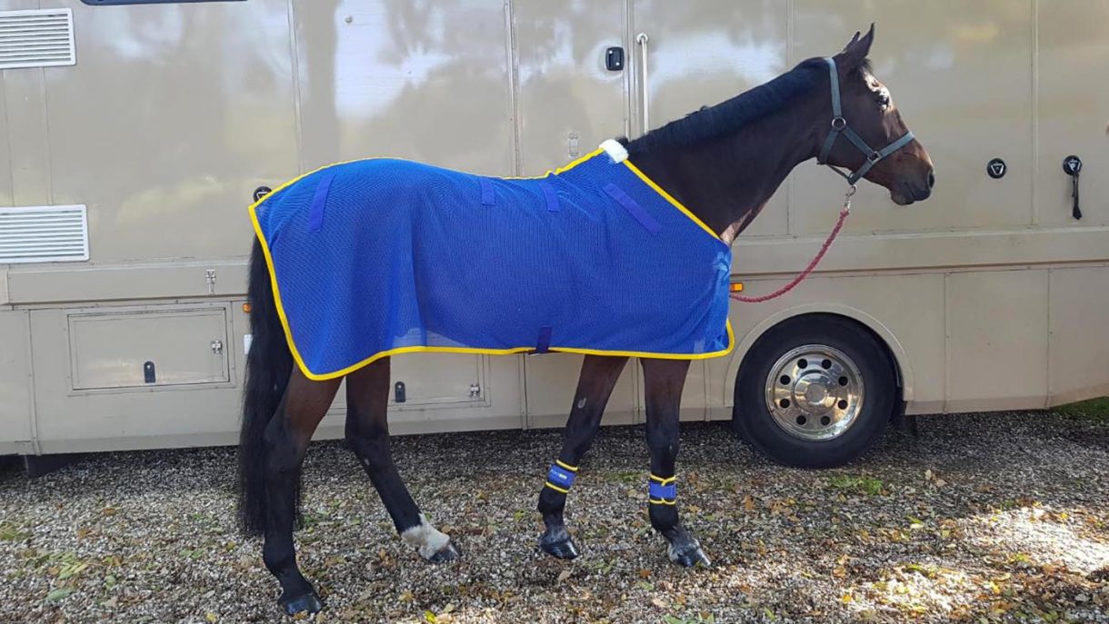 Best rugs for horses and more Horse & Hound