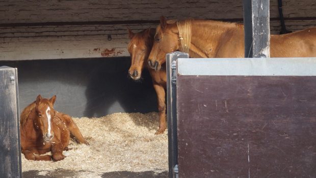 RSPCA horse rescue case