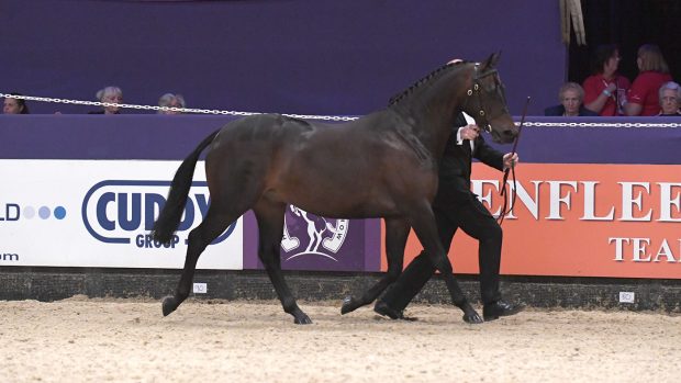 Ian Boylan with Litton Salvador in the Cuddy Supreme In-Hand Championship during the Horse of the Year Show at the NEC near Birmingham, UK between 4th - 8th October 2017
