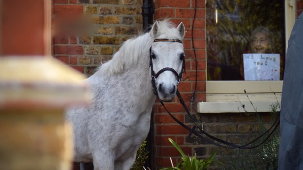 Park Lane Stables has bought its Teddington home