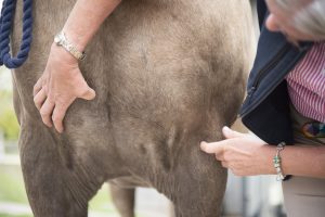 Cancer in horses: sarcoids