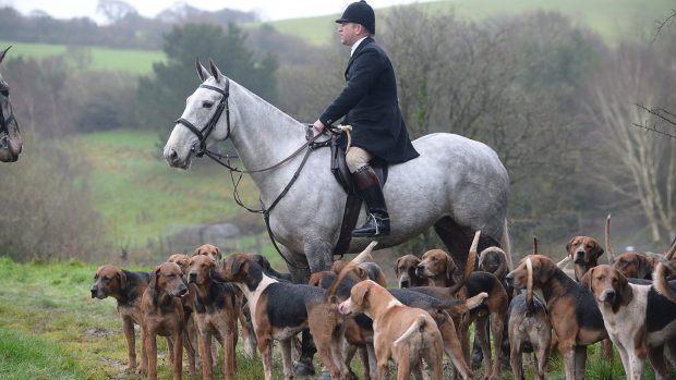 Jason Marles Master and Huntman of the Eggesford with his hounds during the meet of the Eggesford Hunt in the village of North Tawton near Okenhampton in Devon in the UK, on the 21st December 2020