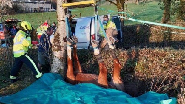 Firefighters rescue horse from ditch