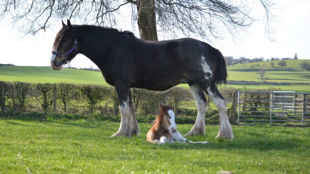 Clydesdale horses