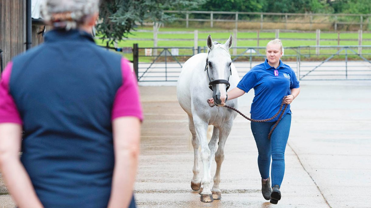 Buying the lessthanperfect horse prepurchase vetting decisions