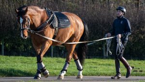 long reining feature with Brendan Gallagher