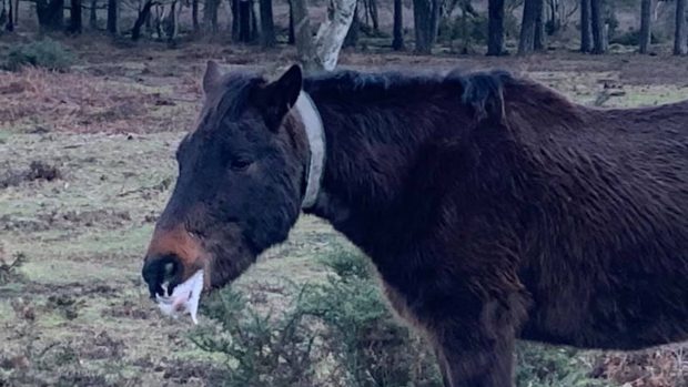 New Forest pony viral picture