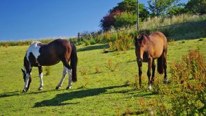 RR8A90 Pair of Horses Grazing in a Paddock on a Sunny Summers Day. Boarhills, Fife, Scotland, UK.