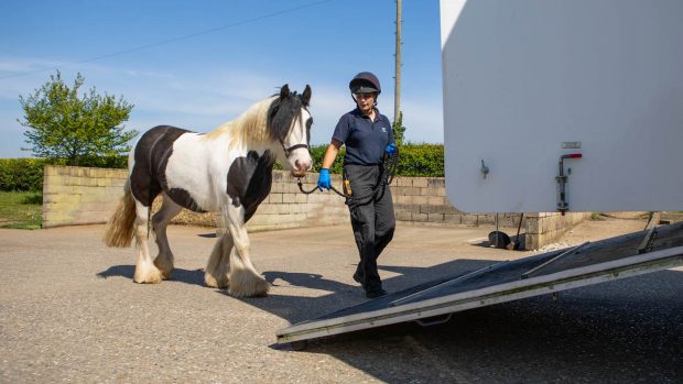 World Horse Welfare rehoming horses