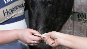 selling a horse