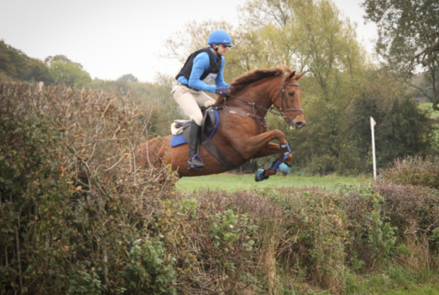 ex-racehorses for sale