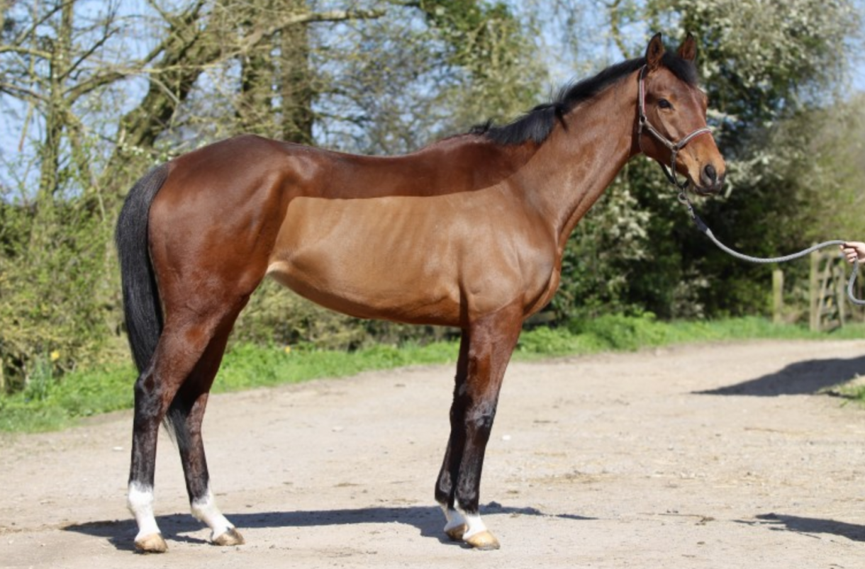 Love exracehorses? Take a look at this bunch ready to be snapped up