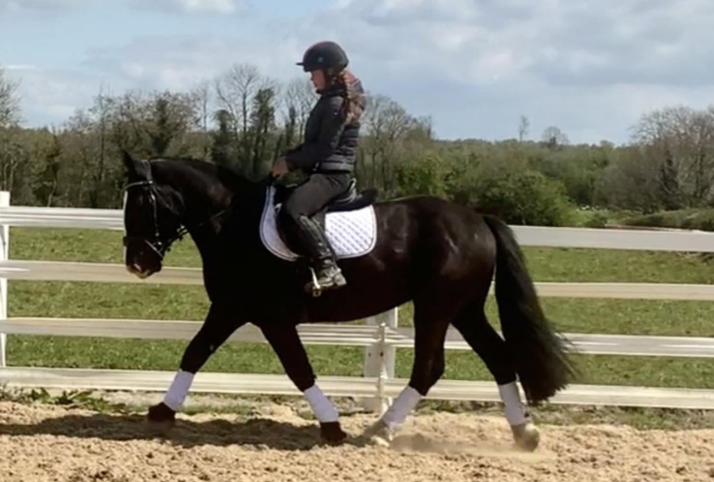 Good things come in small packages 5 horses 15.2hh and under you’d