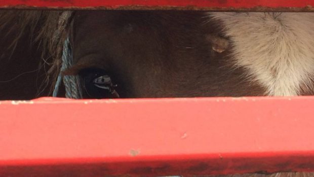 World Horse Welfare has launched a new appeal in its campaign to end long-distance transport to slaughter