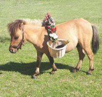 Shetland pony therapy pony