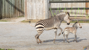 Hartmann’s mountain zebra foal born Zoo Knoxville Tennessee United States
