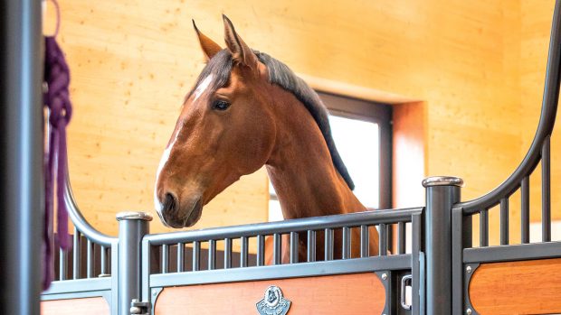 2DB2K9F Goldendoodle and a ba domestic horse, two friends in a stable. Germany